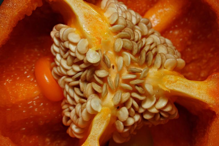 Exploring The Vibrant World Of Spices In Indian Cuisine