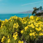 Exploring The Technical Mastery Of Flamenco Guitar Traditions